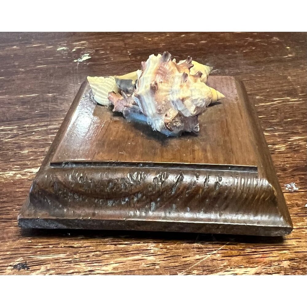 Decorative Vintage Seashell Display On Wooden Base - Picture 6 of 8